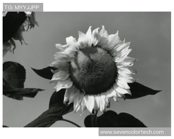 保罗鲜为人知的十大冷知识揭秘你从未听过的那些隐藏真相